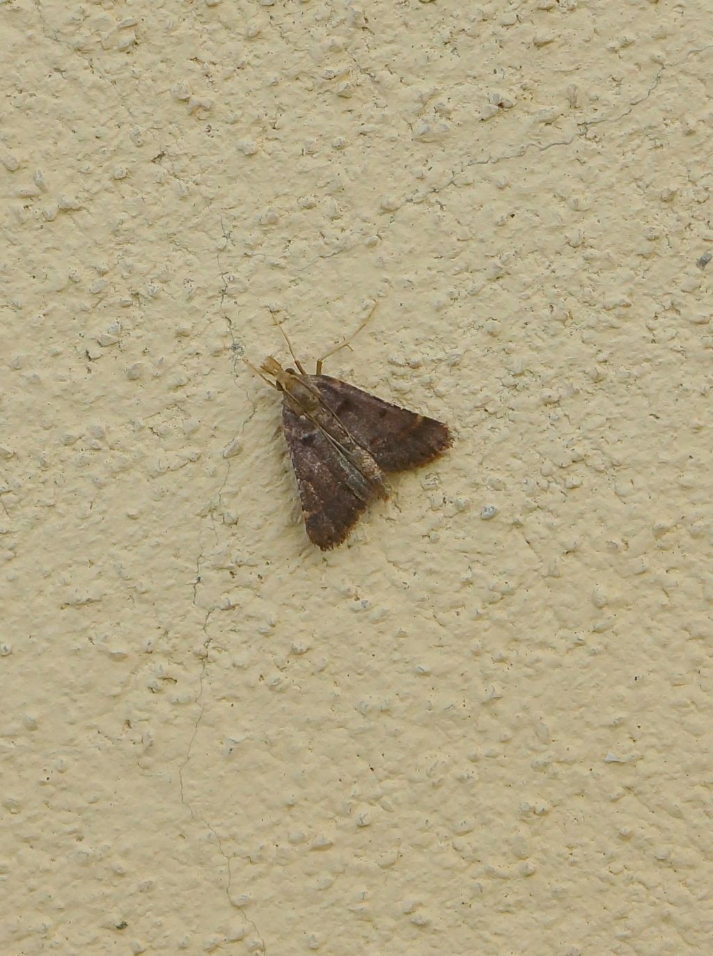 Cataclysta lemnata? No, Stemmatophora brunnealis - Pyralidae